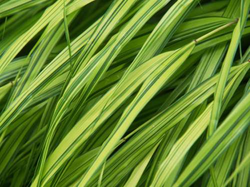 Grass Texture Background No Cost Stock Image