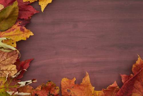 Thanksgiving Leaves Background No Cost Stock Image