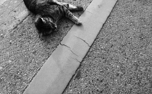 Black And White Photo Of A Cat Laying In The Pavement Photo