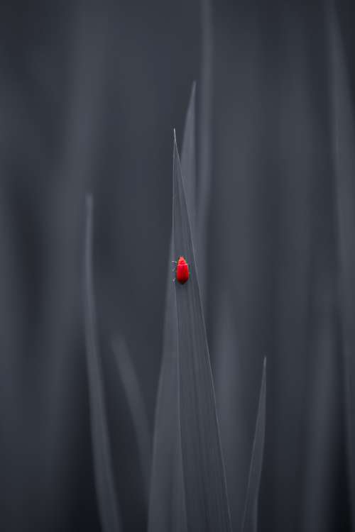 Small Red Bug Walks Up A Grey Leaf Photo