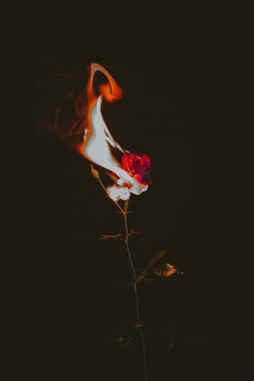 Long Stem Red Rose On Fire With Large Flames Photo