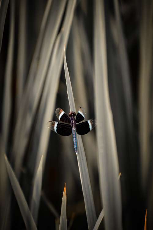 Dragonfly Sits On A Blade Of Dull Green Grass Photo