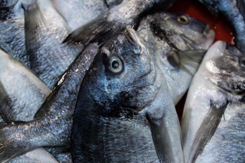 Photo Of Silver And Blue Fish In A Pile Photo