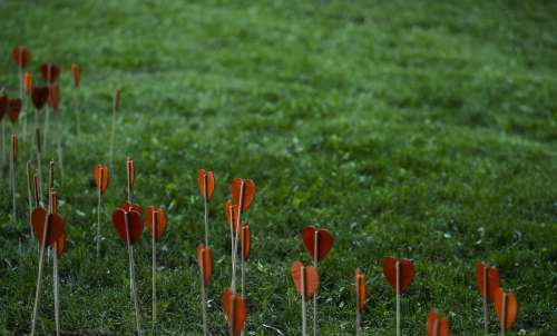 Orange Paper Hearts On Sticks Planted In Green Grass Photo