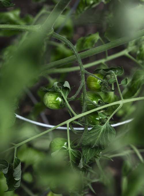 Vibrant Green Leaves And Fruit Of A Tomato Plant Photo
