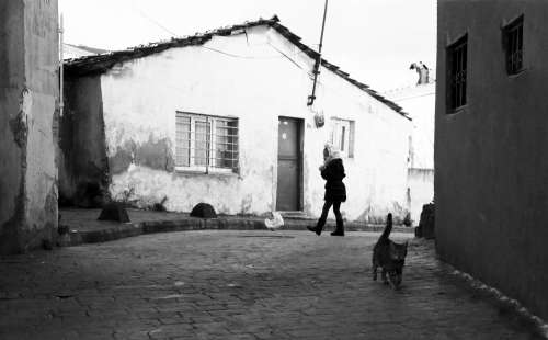 A Tabby Cat Walking Along A Brick Road Photo