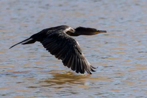 A Bird In Flight Over Still Blue Water Photo