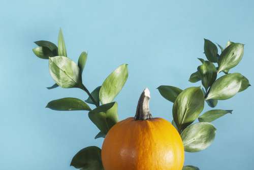 Small Orange Pumpkin With Green Leaves Behind Photo