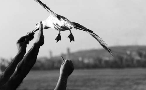 Hands Reach To Feed A Flying Seagull Photo