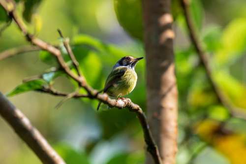 A Tiny Bird Nestled In A Green Tree Photo