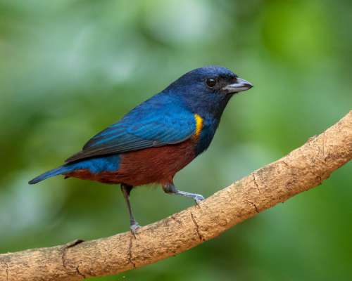 Vibrant Red And Blue Bird On A Branch Photo