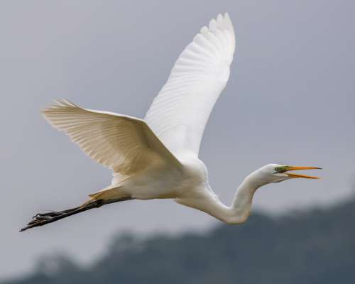 Catching A White Crane In Flight Photo
