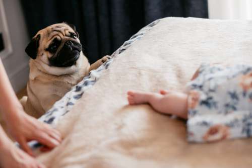 A curious pug looking at a baby sleeping on the bed