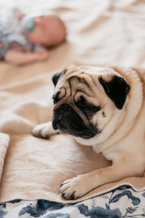 A pug lying on a bed with a baby