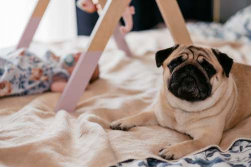 A pug lying on a bed with a baby 2