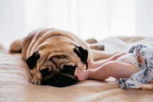 A pug sleeping on the bed with a baby