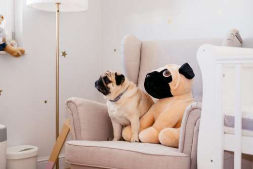A pug sitting in an armchair in a nursery room
