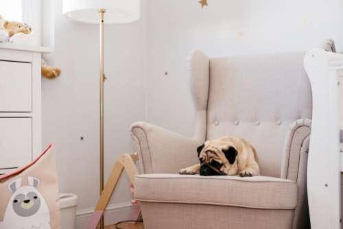 A pug sleeping on an armchair in a nursery room
