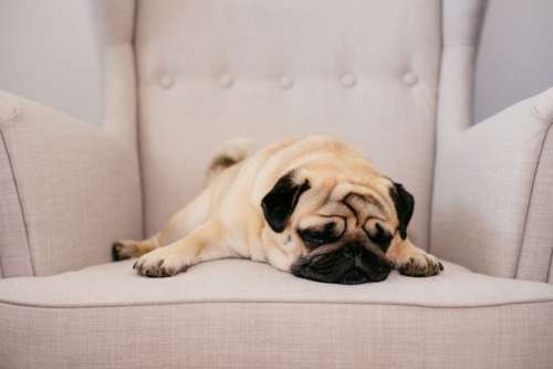 A pug sleeping on an armchair