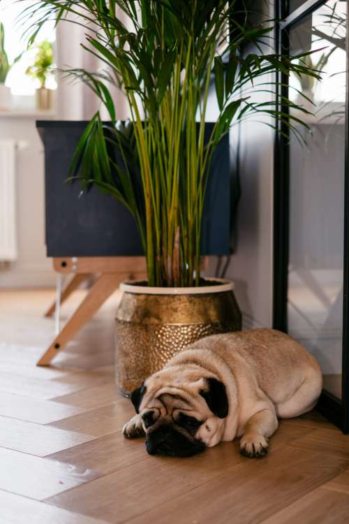 A pug in a modern apartment 3