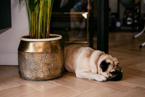 A pug in a modern apartment 2