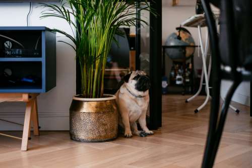 A pug in a modern apartment