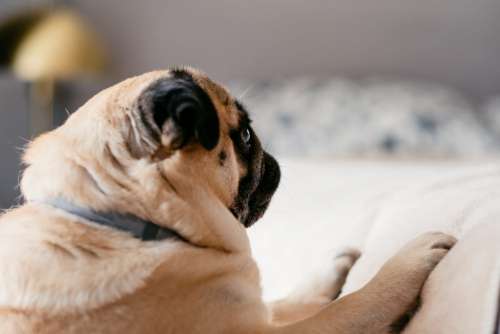 A pug trying to climb up the bed