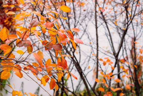 Autumn beech leaves 5