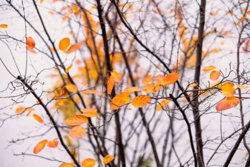 Autumn beech leaves 4