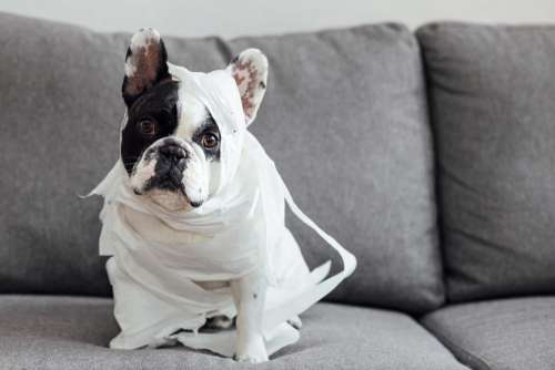 French Bulldog dressed as a mummy 3