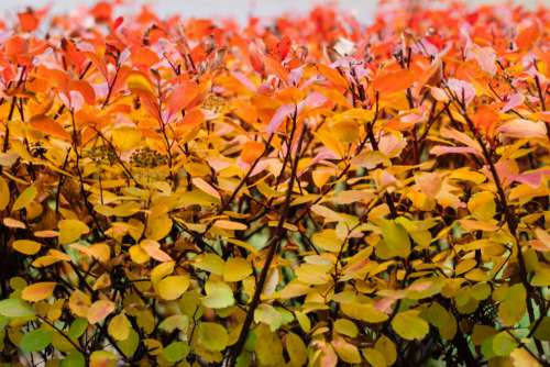 Colourful autumn hedge
