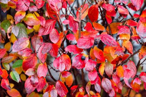 Colourful autumn hedge 2