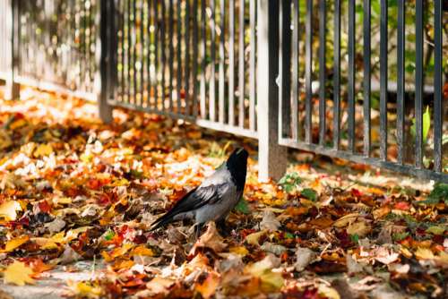 Black hooded crow in colourful autumn leaves