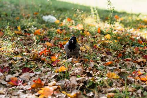 Black hooded crow in colourful autumn leaves 2