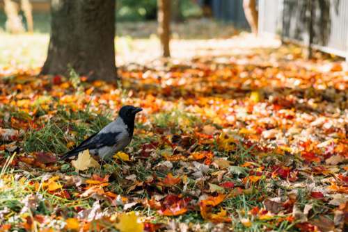 Black hooded crow in colourful autumn leaves 3