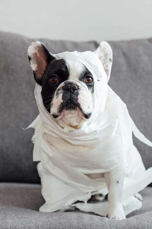 French Bulldog dressed as a mummy
