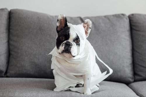 French Bulldog dressed as a mummy 2