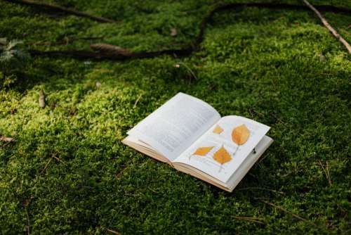 An open book with dried leaves lies on the moss in the forest