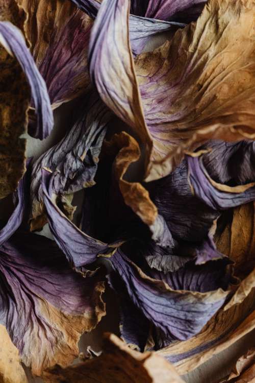 Dried purple cabbage leaves - background - wallpaper