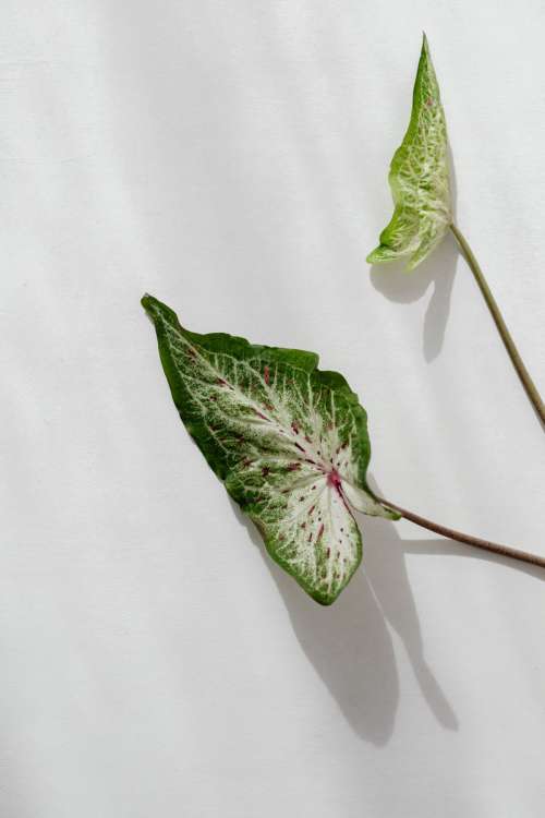 Caladium leaf in a vase