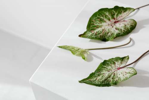 Caladium leaf in a vase