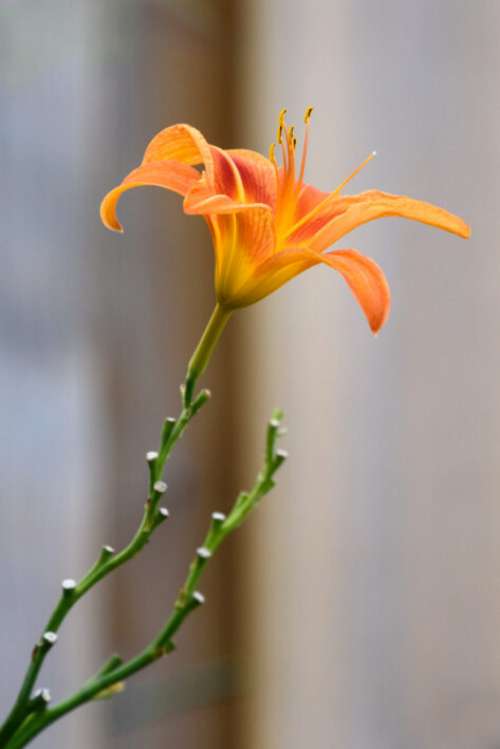 Fresh Flower Orange No Cost Stock Image