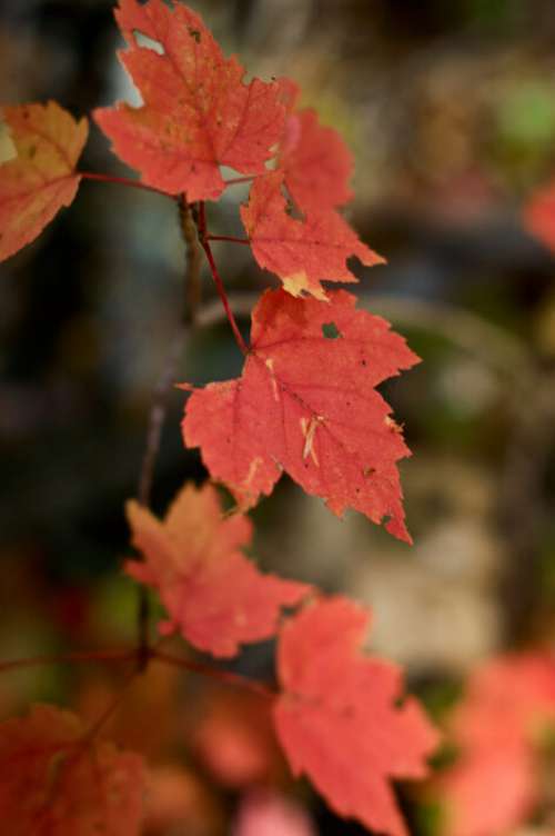 Autumn Maple Fall No Cost Stock Image