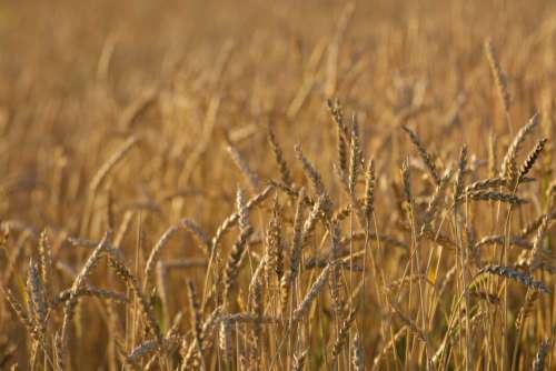 Autumn Wheat Background No Cost Stock Image
