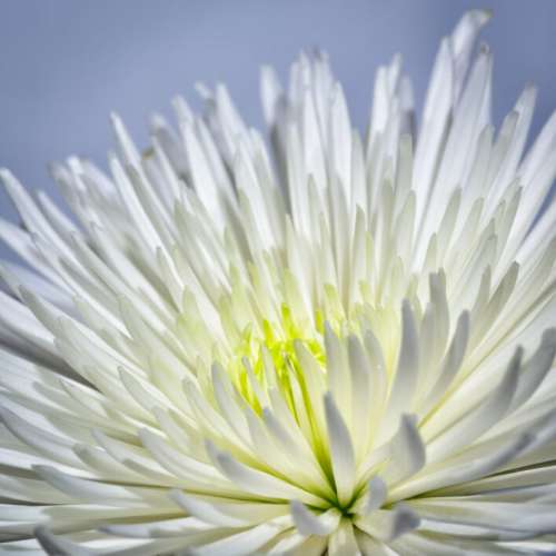 White Flower Background No Cost Stock Image