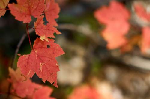 Leaf Autumn Fall No Cost Stock Image