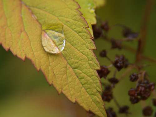 Water Drop Leaf No Cost Stock Image
