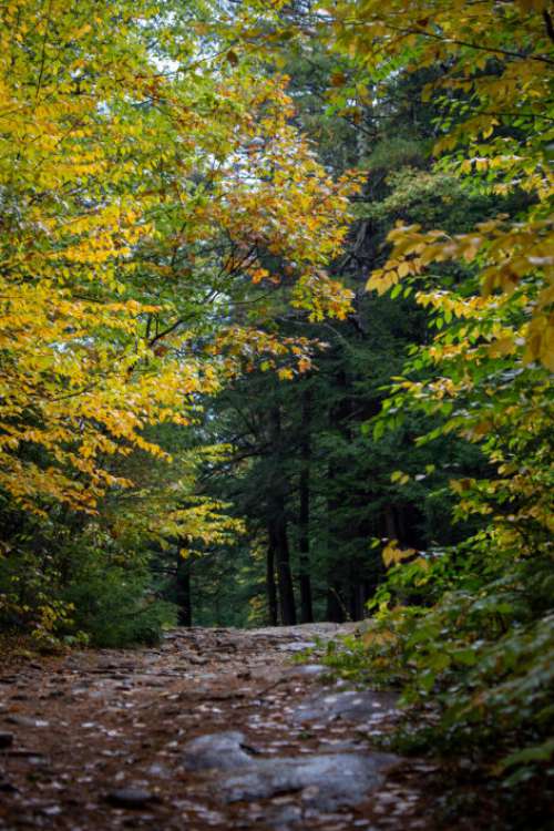 Autumn Forest Path No Cost Stock Image