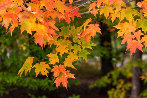 Colorful Autumn Leaves No Cost Stock Image