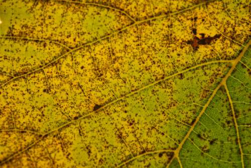 Macro Autumn Leaf No Cost Stock Image